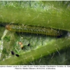 gonepteryx rhamni larva1